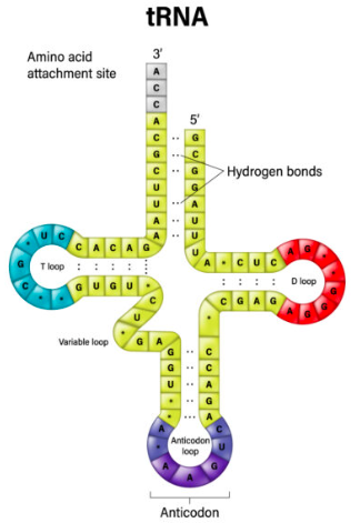 <p>The adapter unit linking the triplet code on mRNA to specific amino acids.</p>