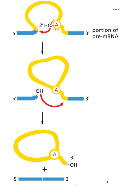 <p>Carefully analyze the figure below. Describe the sequence of events illustrated, using accurate scientific terminology. Be sure to explain each step in detail, highlighting the key processes, and this mechanism's overall importance. </p><p></p>