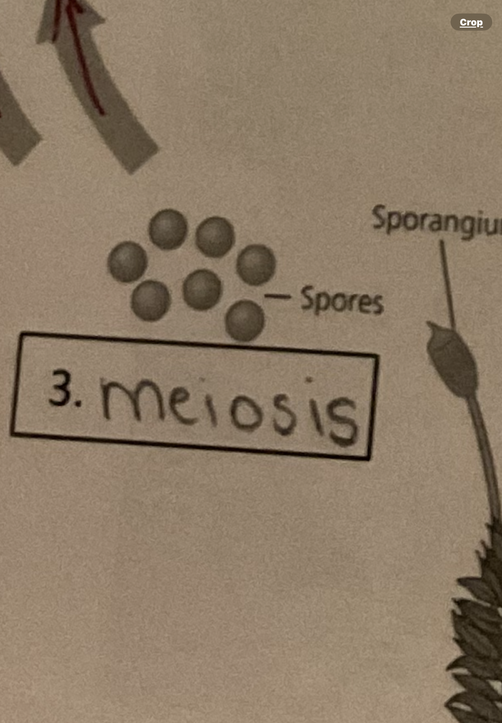 <p>Meiosis</p>