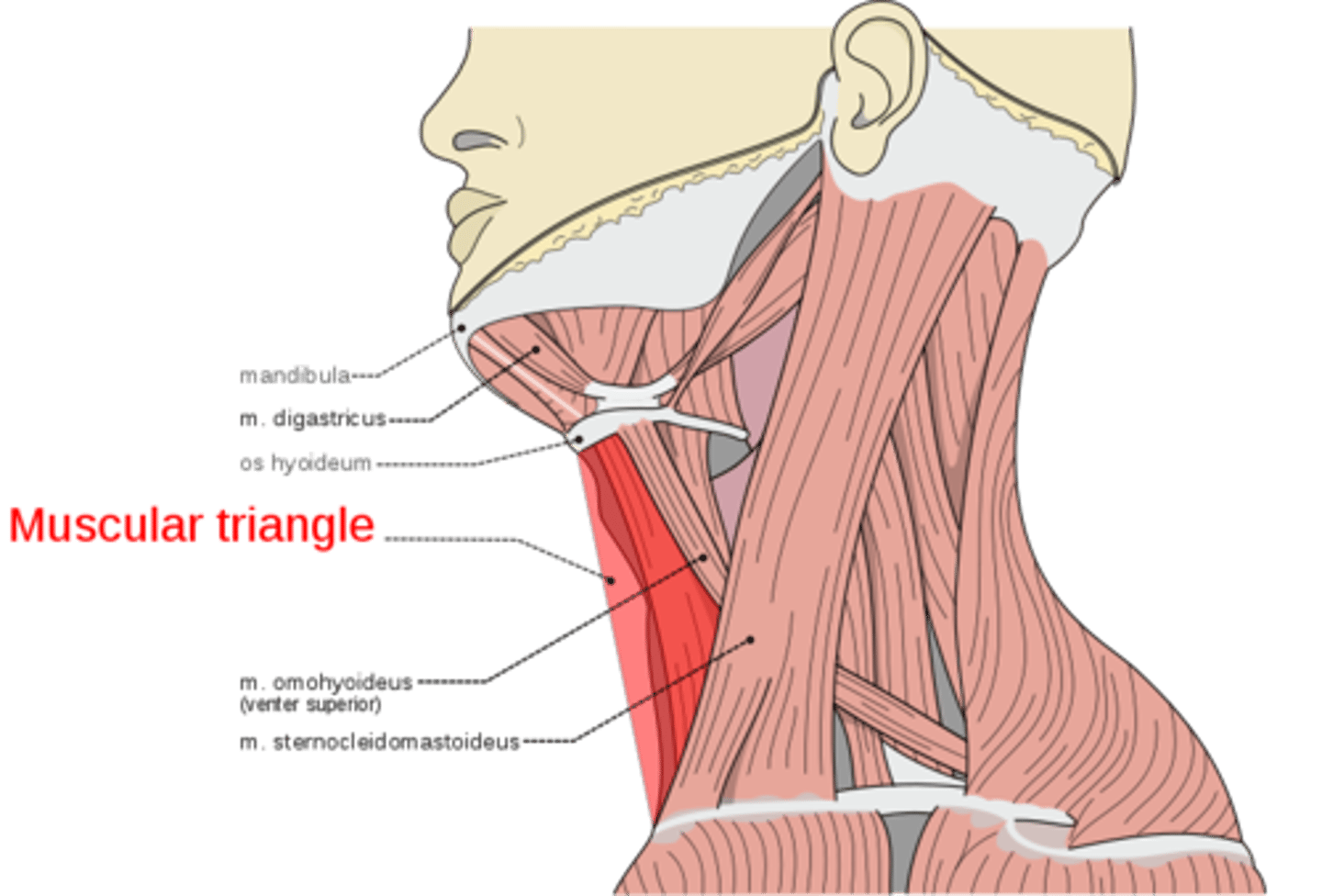 <p>What is shown on the image?</p>