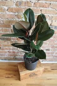 <p>Rubber Tree</p>