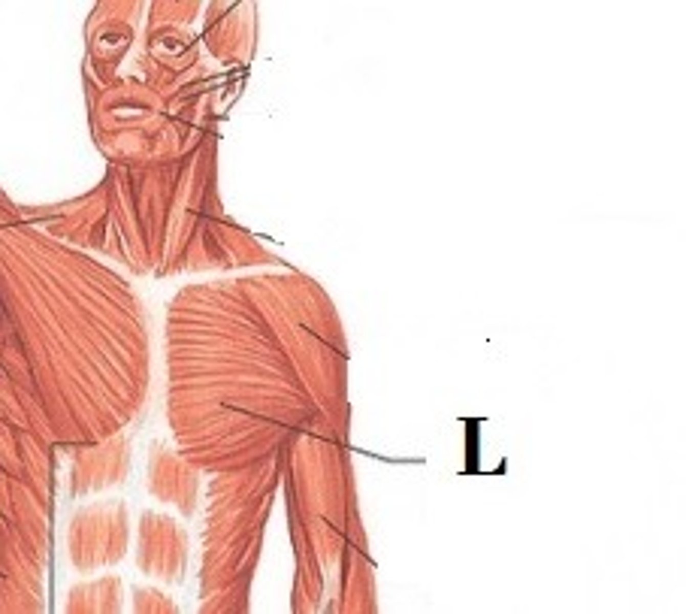 <p>DEFINITION</p><p>has four actions which are primarily responsible for movement of the shoulder joint. The first action is flexion of the humerus, as in throwing a ball underhand, and in lifting a child. Secondly, it adducts the humerus, as when flapping the arms.</p>