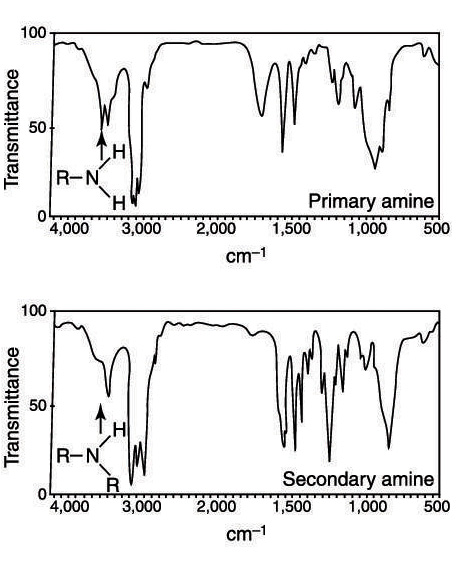 <p>3100-3650, primary (RNH2) has 2 bands while secondary (R2NH) has 1 band</p>