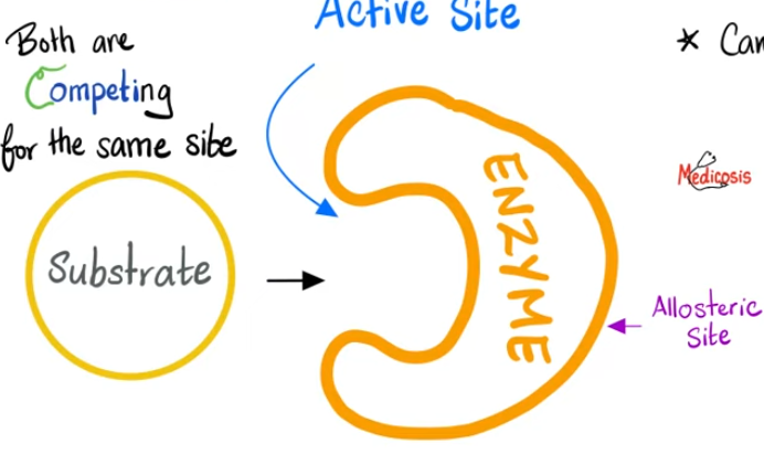 <p><span style="font-family: "Wingdings 2";"><span></span></span><span>A molecule that is similar in structure binds at the active site of the enzyme and blocks the substrate from entering.</span></p><ul><li><p><span>binds to active site</span></p></li><li><p><span>looks similar to substrate</span></p></li><li><p><span>blocks substrate from binding</span></p></li><li><p><span>competes with substrate</span></p></li></ul><p></p>
