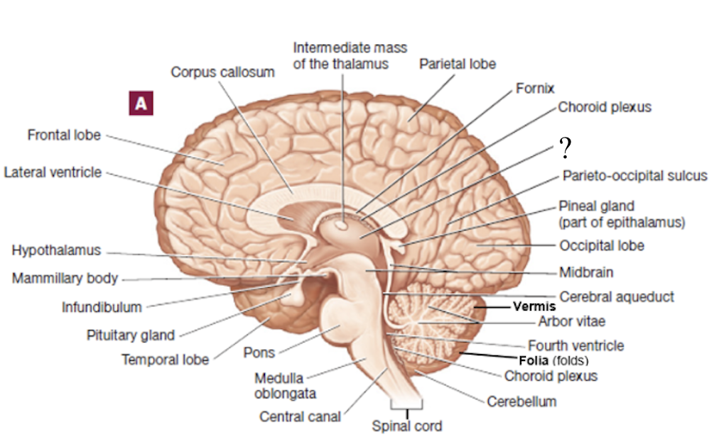 <p>filters information and relays a small portion of it to the cerebral cortex</p><ul><li><p>gateway to the cerebral cortex</p></li></ul><p></p>