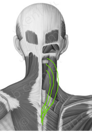 <p>extends or hyperextends head</p>