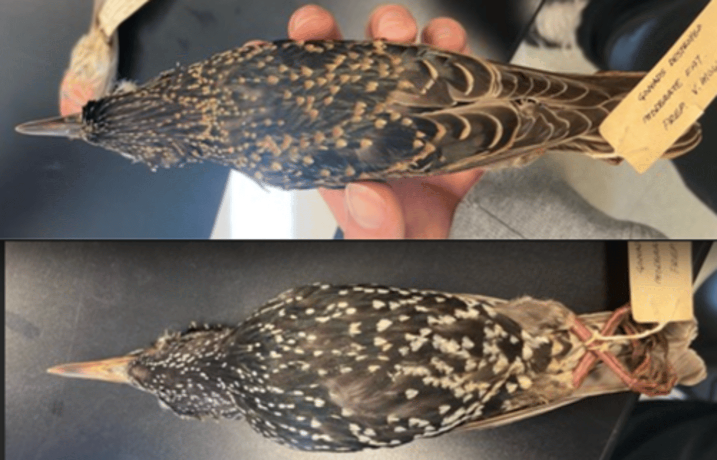 <p>DIET</p><p>- forages for grubs</p><p>- worms and insects</p><p>- seeds</p><p>- trees for fruit.</p><p>---------------------------</p><p>BEAK</p><p>- long</p><p>- slender</p><p>- yellow bill</p><p>---------------------------</p><p>FOOT MORPHOLOGY</p><p>- Anisodactyl</p>