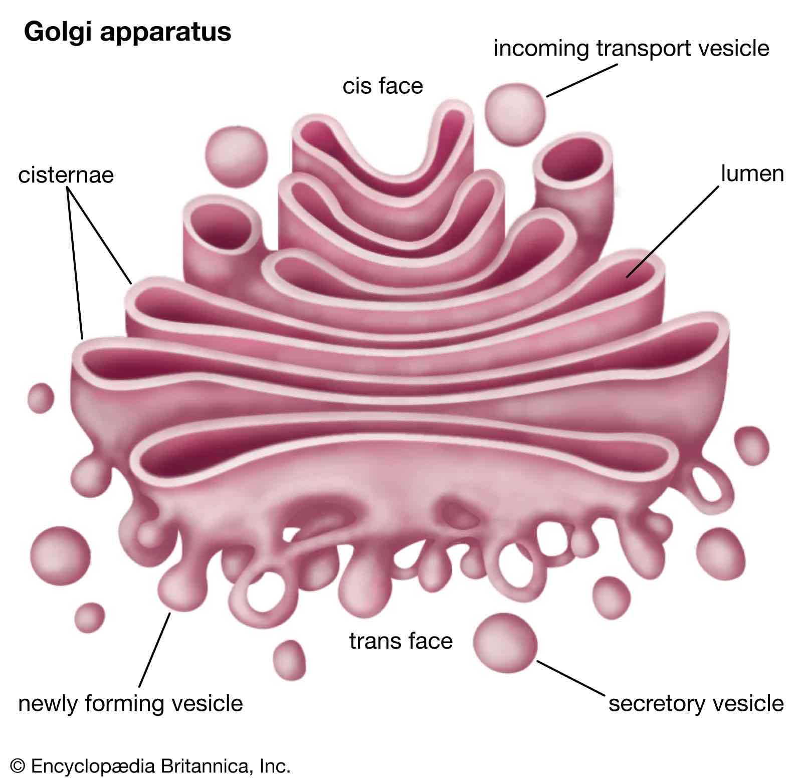 <p>function of the <strong>golgi apparatus </strong></p>