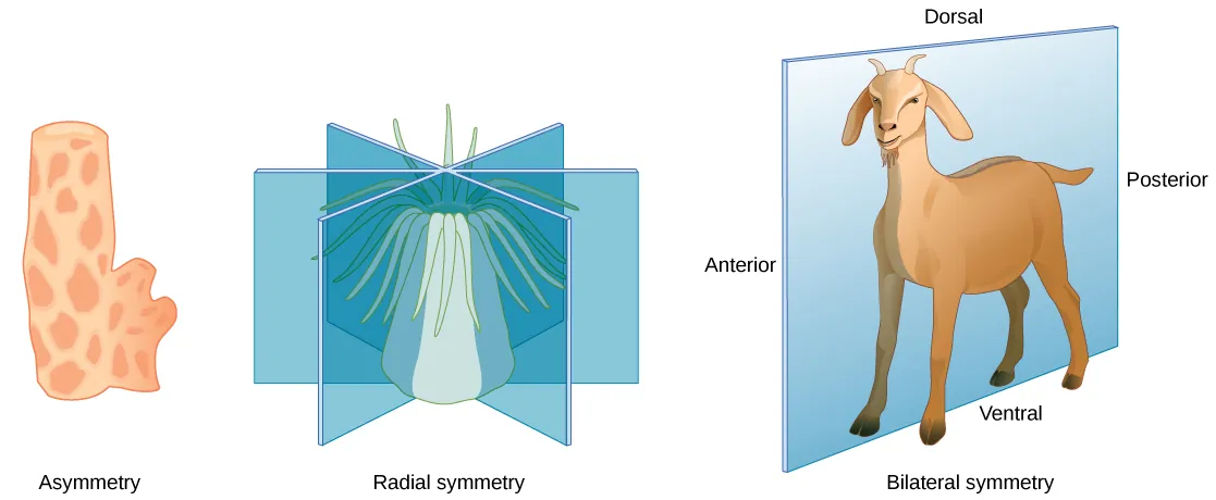 <ul><li><p>right &amp; left side</p></li><li><p>anterior end = head</p></li><li><p>posterior end = tail</p></li><li><p>dorsal surface = back</p></li><li><p>ventral surface = front</p></li></ul><p></p>