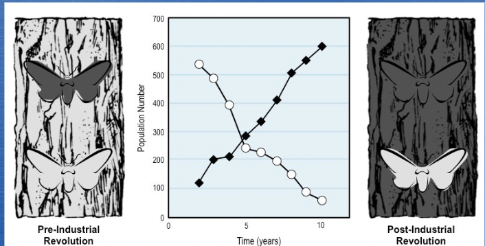 <ul><li><p>the color of skin, feathers, or fur acquired by a population of animals living in an industrial region where the environment is soot-darkened</p></li><li><p>Ex. peppered moths</p></li></ul>