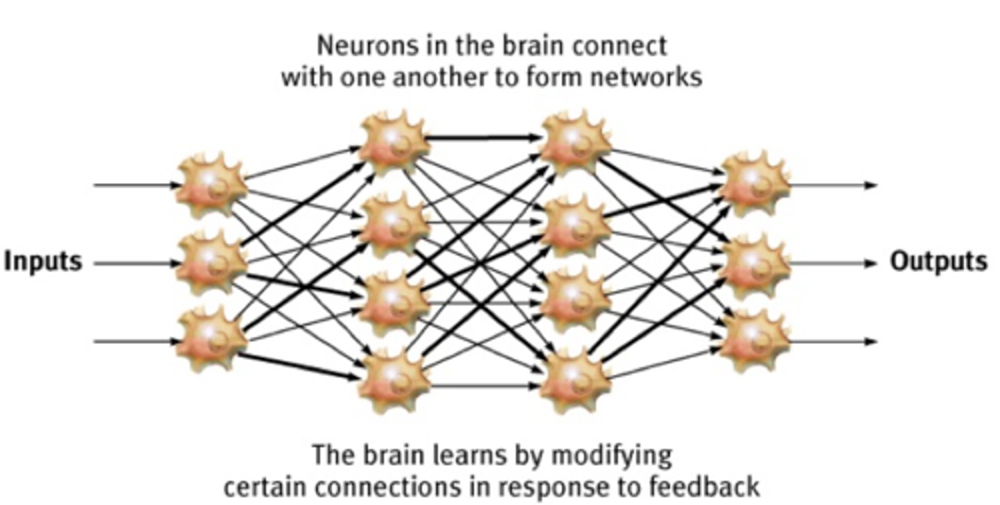 <p>interconnected neural cells. With experience, networks can learn, as feedback strengthens or inhibits connections that produce certain results. Computer simulations of neural networks show analogous learning.</p>