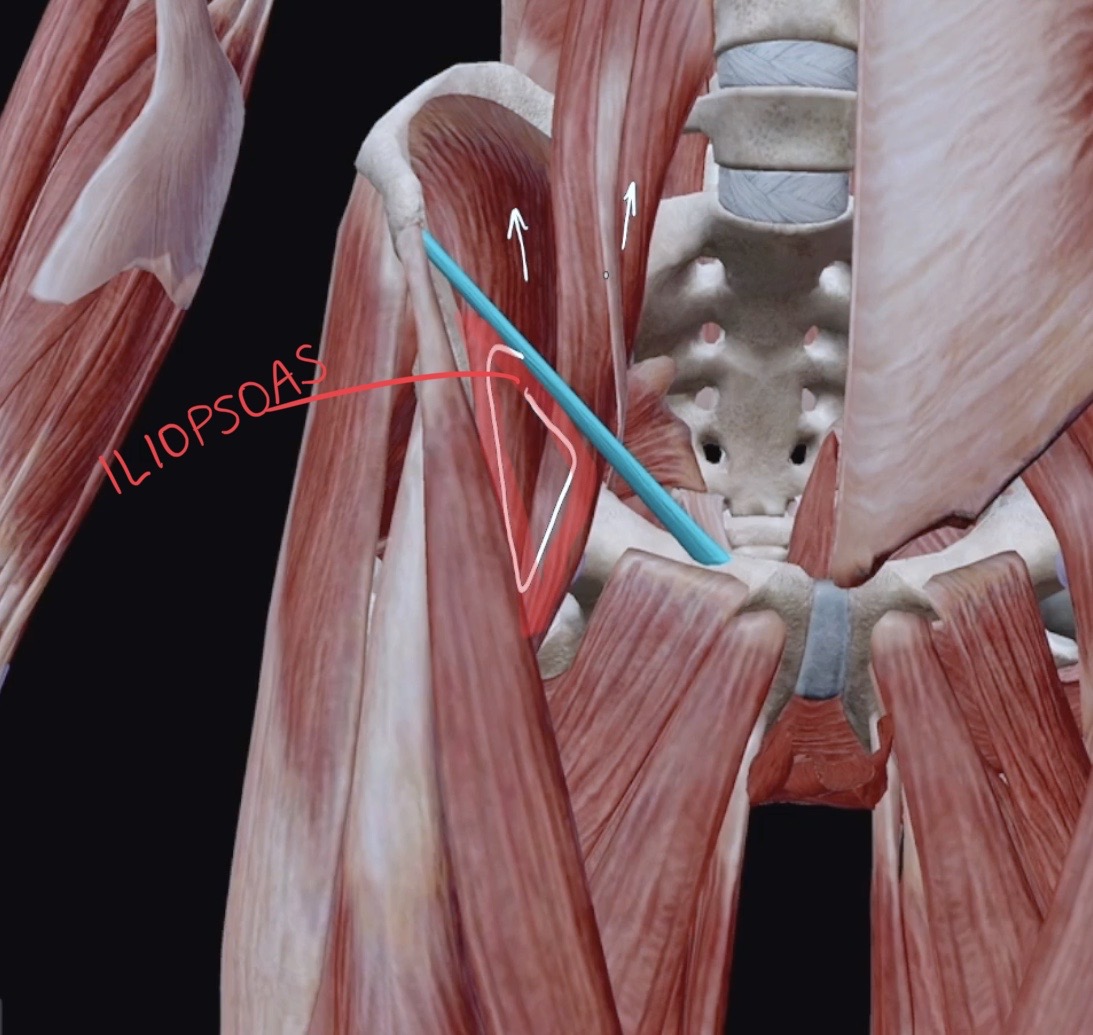 <p>What muscles make the iliopsoas?</p>