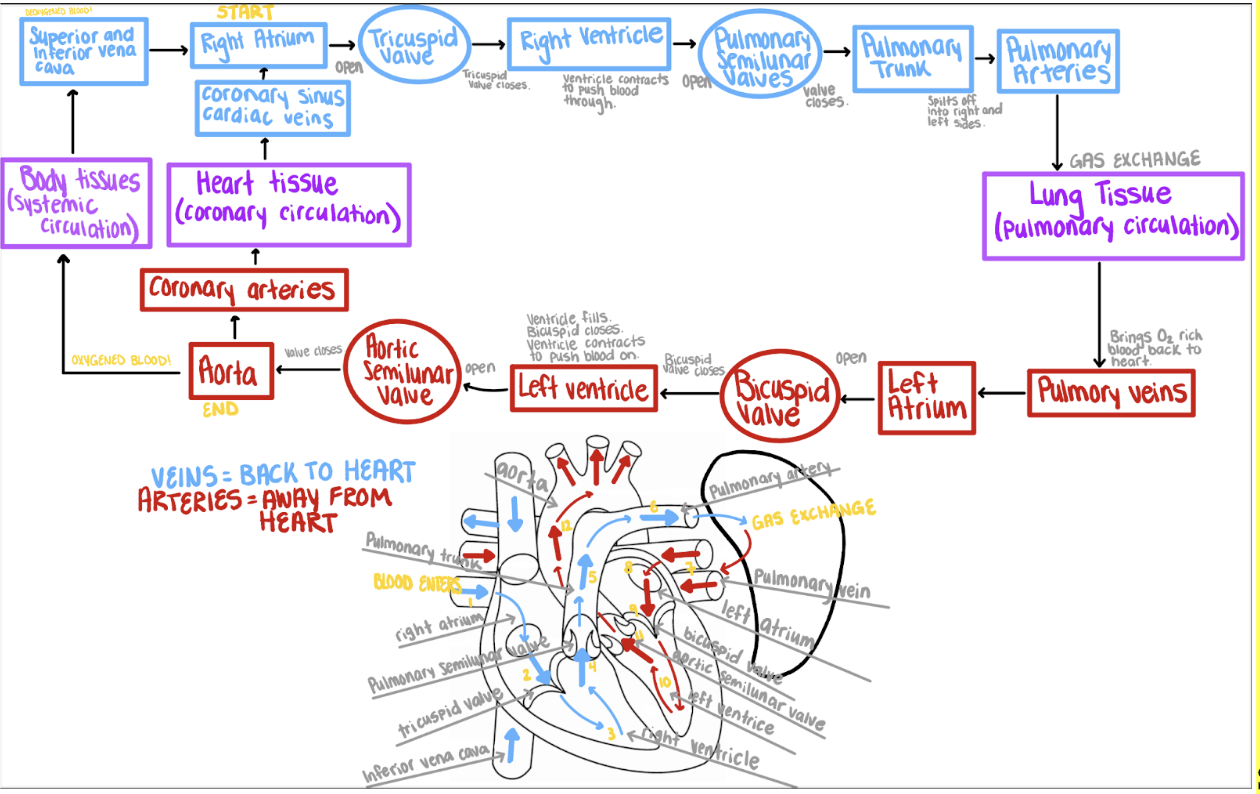 knowt flashcard image