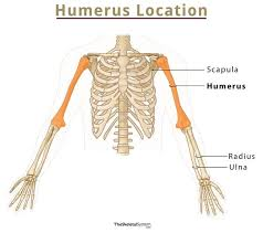 <p>Connects scapula to radius/ulna and supports arm movement.</p><p></p>