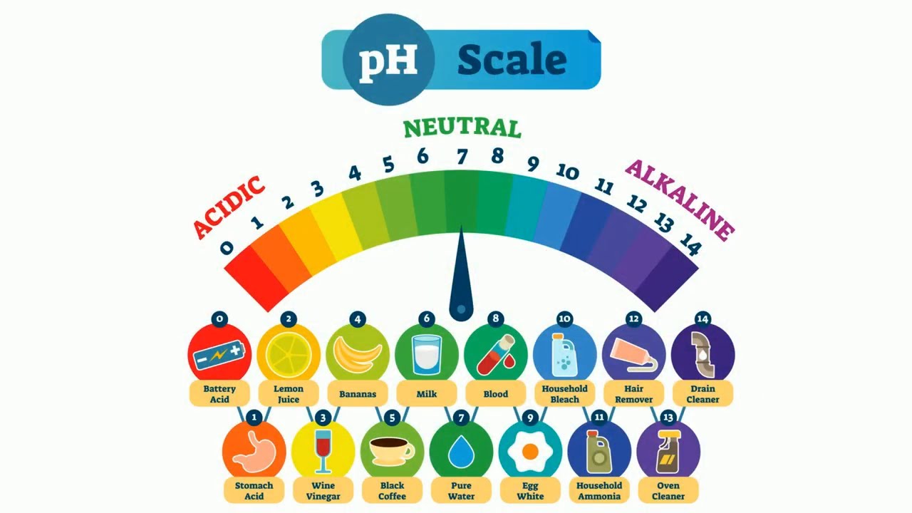 <p>range of 0-14 indcates concentration of H+ ions in a solution bases produce 0H- in water (more than seven) acids produce H+ ions in water (less than seven) even amounts of OH- and H+ = water = neutral</p>