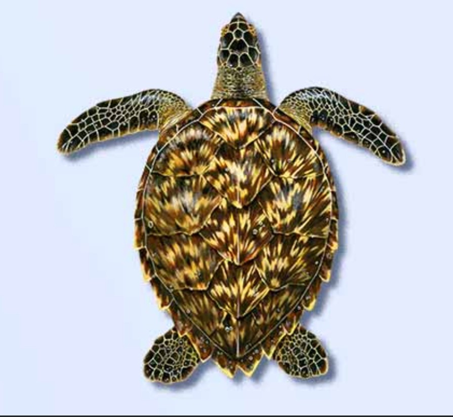 <p>Hawksbill sea turtle or ‘ Ea</p><p class="has-focus">Fun fact: they eat mainly sponges that are toxic to other animals, which occasionally made its flesh toxic as well, they are also the only sea turtle to nest exclusively on the main Hawaiian islands</p>