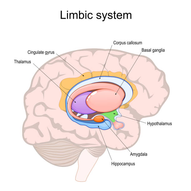 <p><span>Part of your </span>limbic system<span> and located in your temporal lobes, it helps you regulate your emotions, especially fear</span></p>