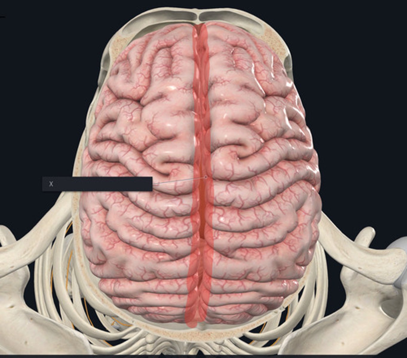 <p>Name the structural landmark outlined in red.</p>