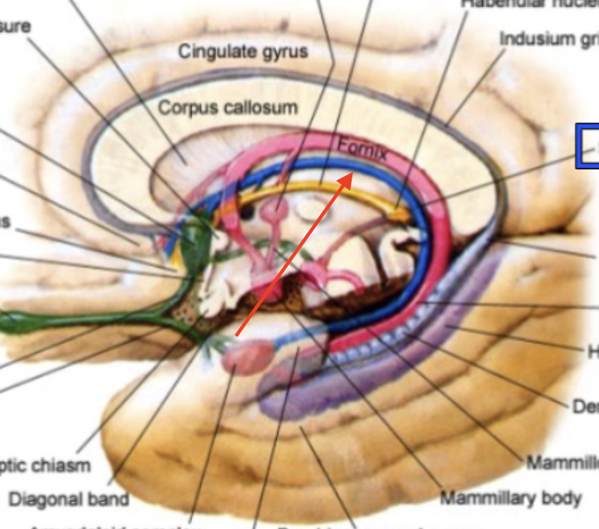 <p>big connecting fiber bundle of amygdala</p>