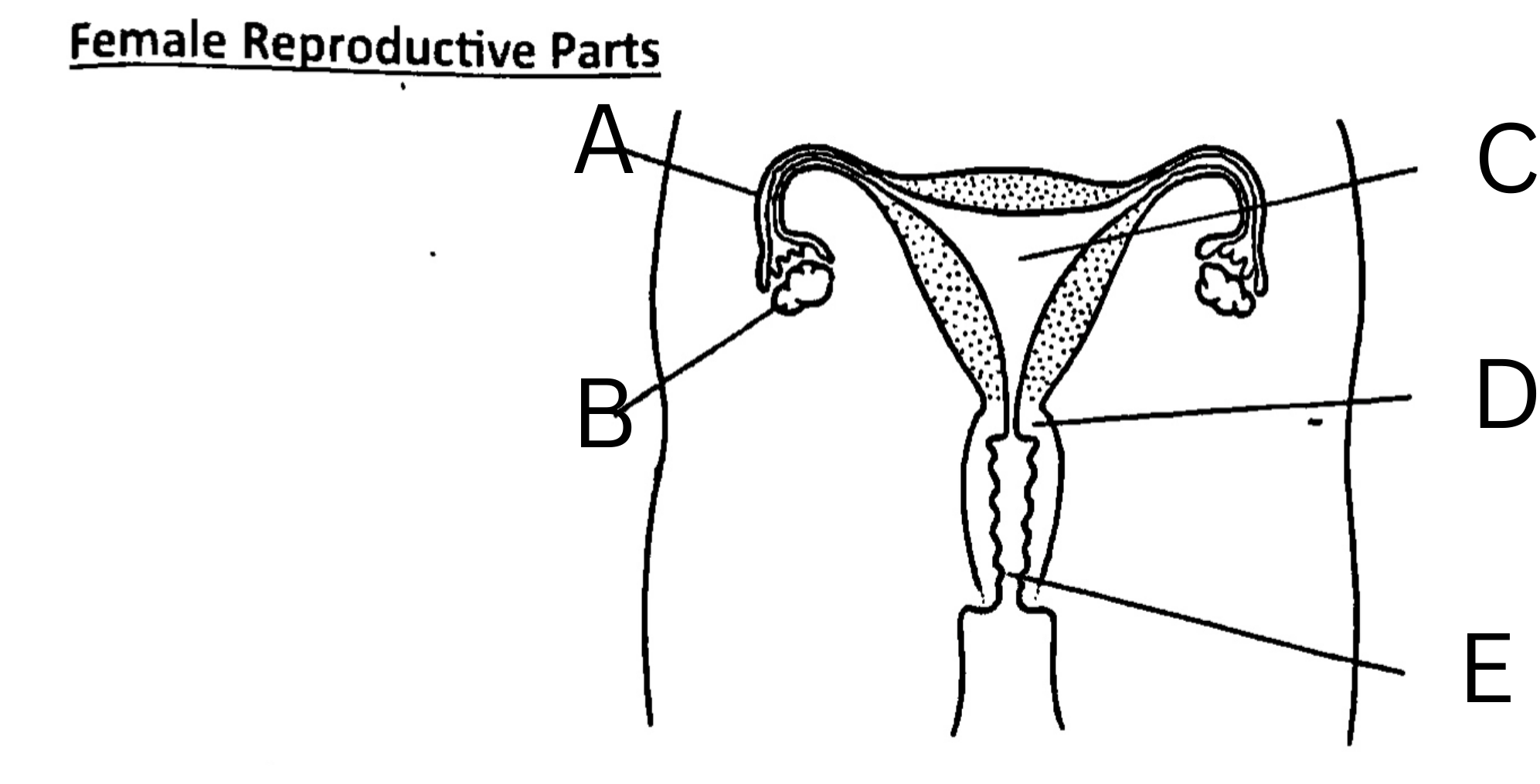 <p>What is C on the diagram?</p>