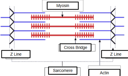 <p>think myofilament anchored to Z-Lines acting as boundaries for sarcomeres giving muscle a striped appearance</p>