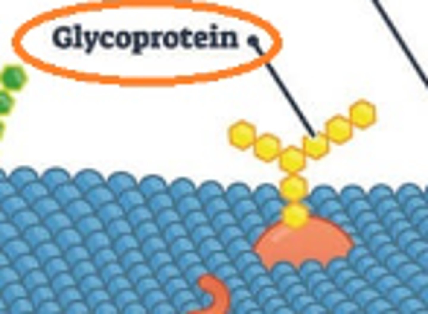 <p>Heavily involved in the immune system, where they allow white blood cells to move around the body, initiate immune responses, and identify other cells</p>