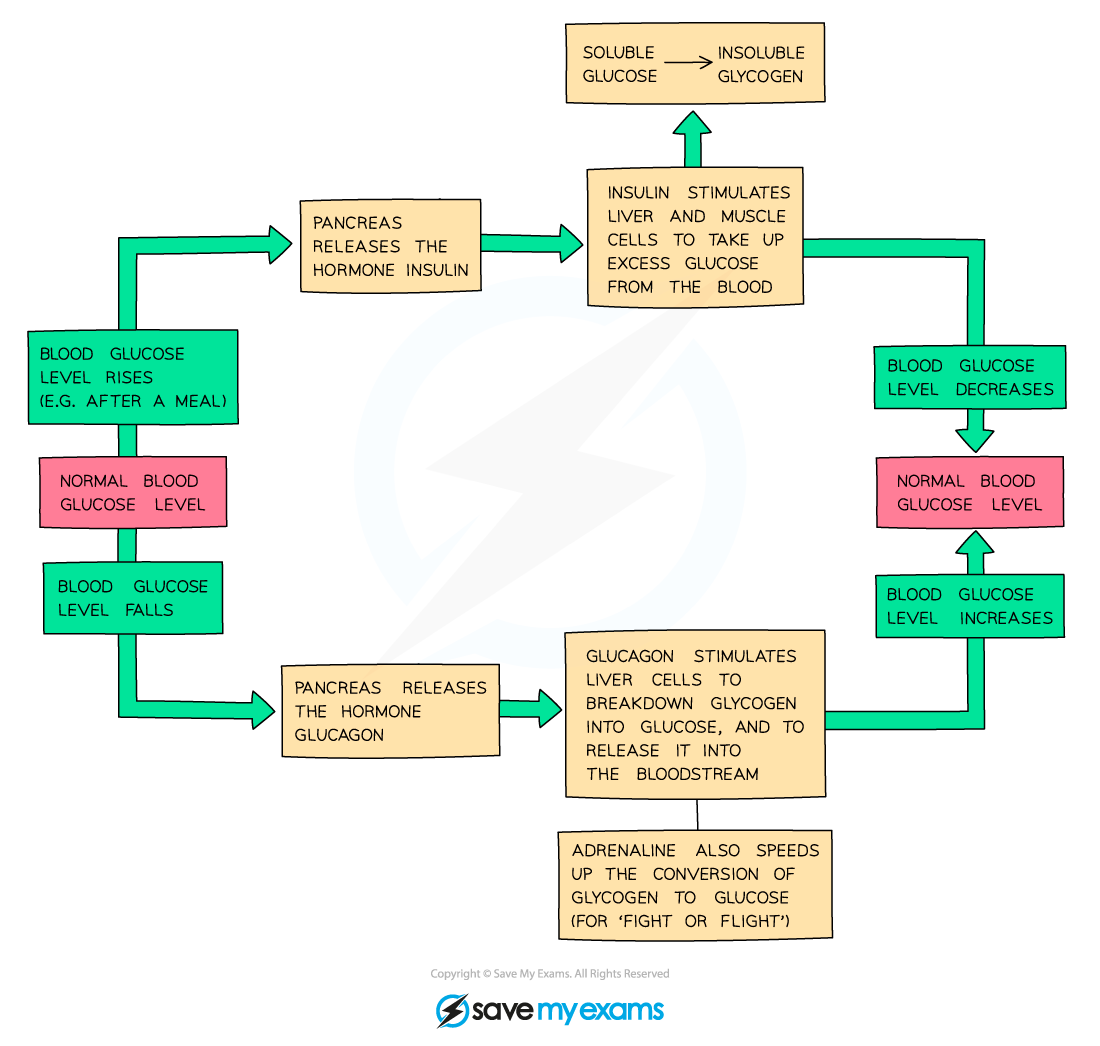 <p>Liver stores/releases glucose; insulin lowers, glucagon raises</p>