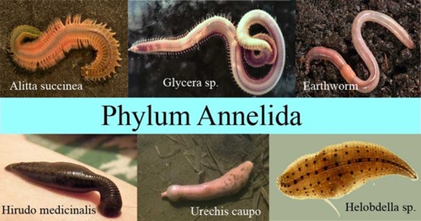<p>Bristle worms, leeches</p>