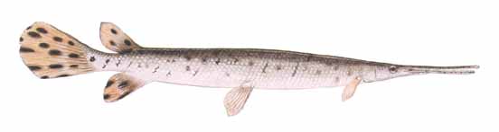 <p>gars</p>