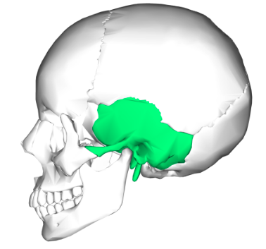 <p>Form inferiolateral portion of cranium</p>