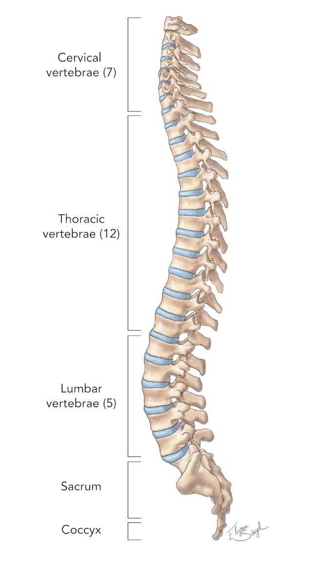 <p>spine</p>