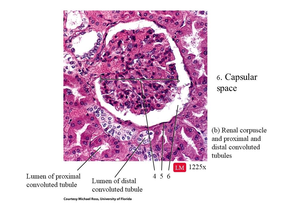 <ol start="6"><li><p>This is the capsular space</p></li></ol>