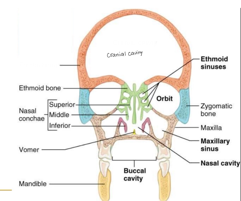 <p><br>label missing word on diagram </p>