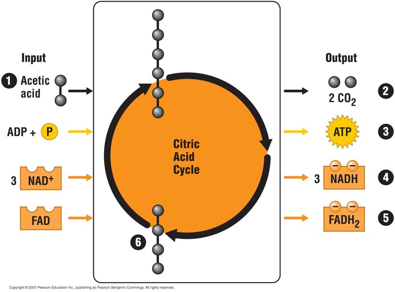 <ul><li><p>Acetyl CoA is attached to a 4C oxaloacetate to form 6C citrate, releasing the CoA group</p></li><li><p>Oxidation of isocitrate &amp; a-ketoglutarate <u>releases CO2 &amp; reduces NAD+ to NADH</u></p></li><li><p><u>3 ATP</u> are formed after 3P are transferred to 3 ADP</p></li><li><p>Oxidation of succinate <u>reduces FAD to FADH2</u></p></li><li><p>Oxaloacetate is regenerated by the oxidation of malate, <u>reducing NAD+ to NADH</u></p></li></ul>