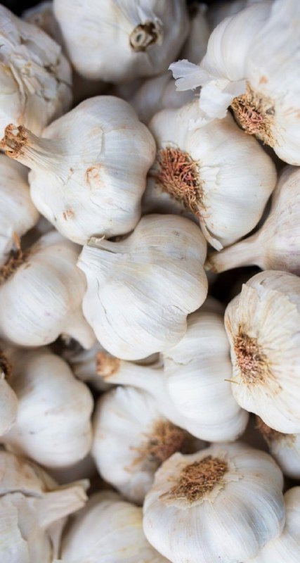 <p>garlic</p>