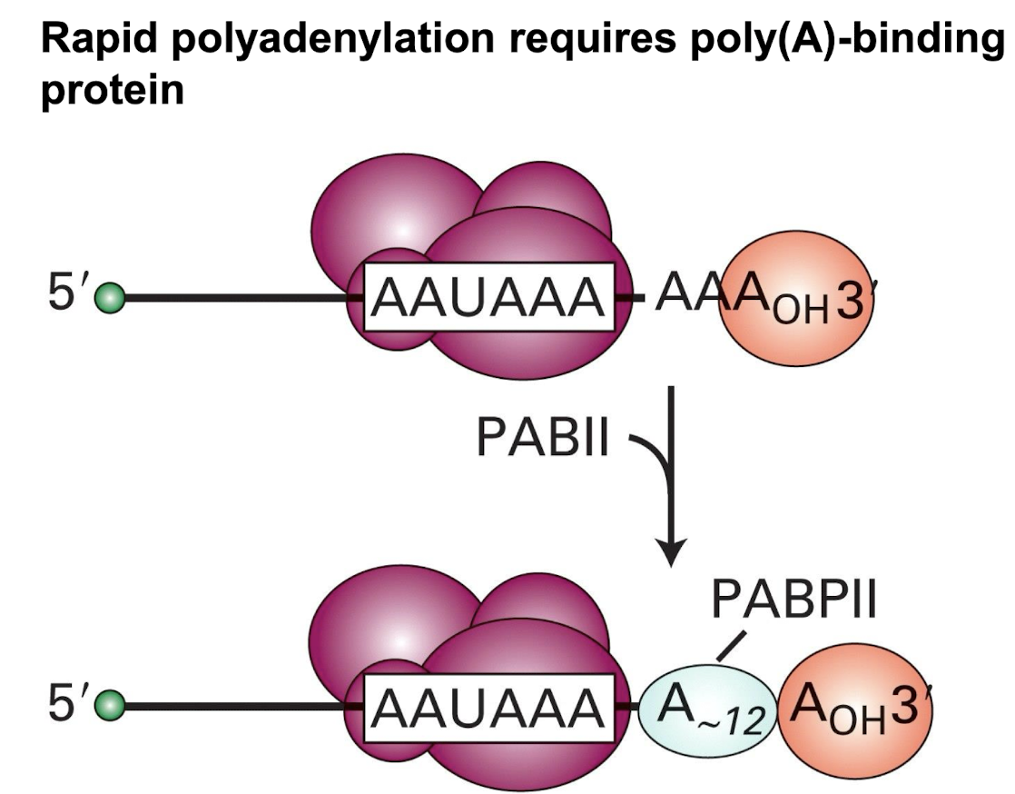 <p><strong>PABII (Poly(A) binding protein II) to bind to the growing poly(A) tail and enhances the rate of adenine addition, </strong>up to 200-250 Adenosine residues addedto the 3' end of the mRNA. </p><img src="https://knowt-user-attachments.s3.amazonaws.com/d9784e36-637d-4184-b144-0f78bc147701.png" data-width="75%" data-align="center"><p></p>