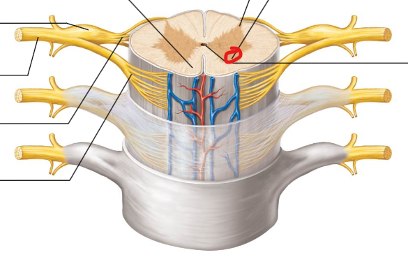 <p>Parts of the gray matter where motor neurons originate.</p>