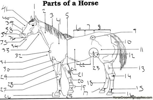 <p>Parts of the Horse: Label 23</p>