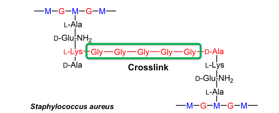 <p>Crosslink consists of 5 glycine residues between L-Lysine and D-alanine, also more flexible </p>