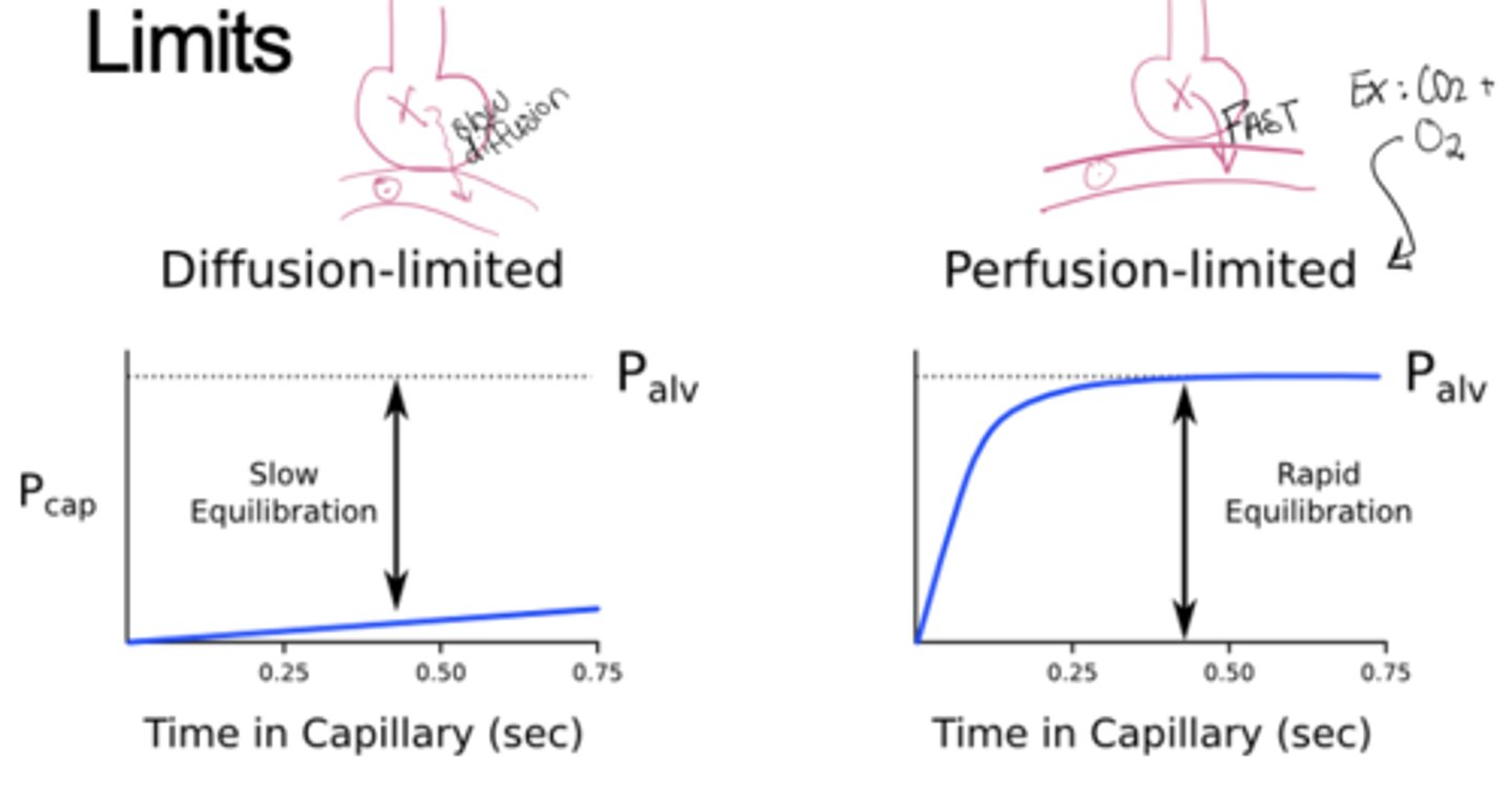 <p>Perfusion-limited, exchange depends on blood flow, not diffusion rate both gases equilibrate fully</p>