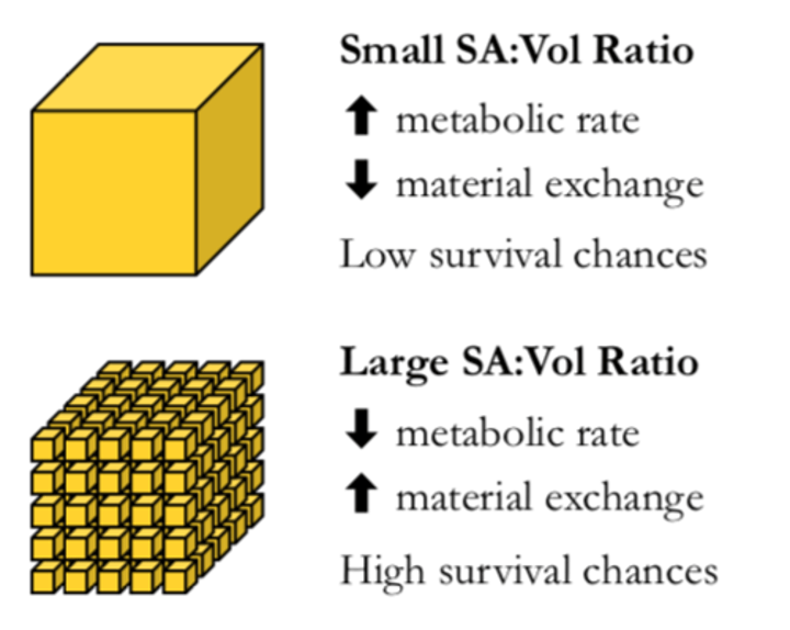 <p>Impacts the function of exchange surfaces in different organisms by determining the efficiency of exchange.</p>