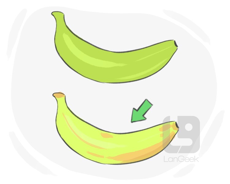 <p>Ripe</p>