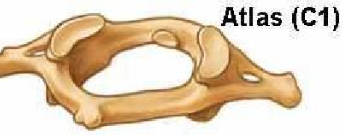 <p>no body or spinous process</p><p>widest cervical vertebra</p><p>2 primary ossification centres</p>