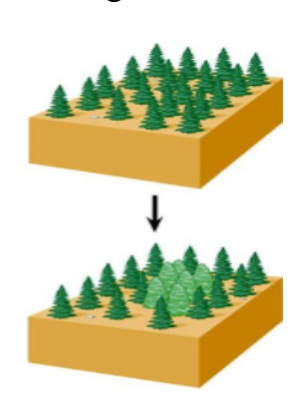 <p>When <span style="color: yellow;"><span>populations </span></span>within the <span style="color: yellow;"><span>same geographical areas diverge, become reproductively isolated</span></span></p><p><span style="color: yellow;"><span>Polyploid plant</span></span></p>