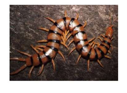 <p>in arthropod subphylum myriapoda, centipedes, carnivore hunters, 1 pair legs a body segment</p>