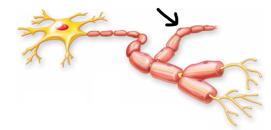 <p>branched out part of the neuron</p>