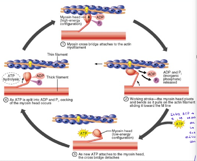 <p>La miosina acerca los filamentos de actina de ambos lados provocando la contracción mediante gasto de ATP.</p><ol><li><p>Se une</p></li><li><p>Tira</p></li><li><p>Se separa → gasto de ATP</p></li><li><p>Se estira</p></li></ol><p>Se repite el ciclo</p><p></p>