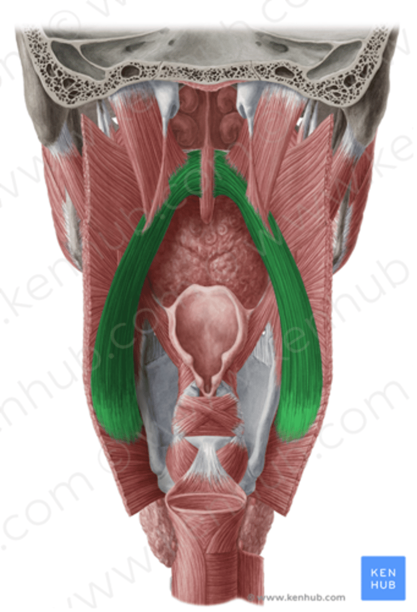 <p>Downward and to the side through posterior faucial pillar</p>