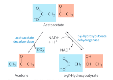 <ul><li><p>acetoacetate decarboxylase = catalyzes the decarboxylation of acetoacetate to acetone OR</p></li><li><p>D-β-hydroxybutyrate dehydrogenase = catalyzes the reversible reduction of acetoacetate to D-β-hydroxybutyrate</p></li></ul><p></p>