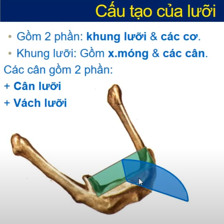 <p>Mô tả các cân của lưỡi:</p><ol><li><p>Cân lưỡi</p></li><li><p>Vách lưỡi </p></li></ol><p></p>